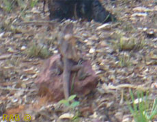 OK not a clear photo but have you ever tried to get a Frilled neck Lizard to pose for a photo.